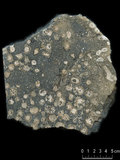 中文名:枝狀珊瑚粘結灰岩 (NMNS000673-F032101)英文名:Dendroid Coral Boundstone(NMNS000673-F032101)