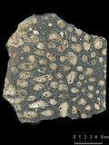 中文名:枝狀珊瑚粘結灰岩 (NMNS000673-F032101)英文名:Dendroid Coral Boundstone(NMNS000673-F032101)