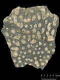 中文名:枝狀珊瑚粘結灰岩 (NMNS000673-F032101)英文名:Dendroid Coral Boundstone(NMNS000673-F032101)