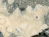 中文名:枝狀珊瑚粘結灰岩 (NMNS000673-F032101)英文名:Dendroid Coral Boundstone(NMNS000673-F032101)