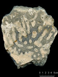 中文名:枝狀珊瑚粘結灰岩 (NMNS000673-F032101)英文名:Dendroid Coral Boundstone(NMNS000673-F032101)