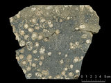 中文名:枝狀珊瑚粘結灰岩 (NMNS000673-F032101)英文名:Dendroid Coral Boundstone(NMNS000673-F032101)