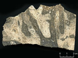 中文名:枝狀珊瑚粘結灰岩 (NMNS000673-F032101)英文名:Dendroid Coral Boundstone(NMNS000673-F032101)