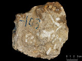 中文名:枝狀珊瑚粘結灰岩 (NMNS000673-F032101)英文名:Dendroid Coral Boundstone(NMNS000673-F032101)