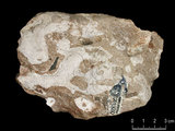 中文名:枝狀珊瑚粘結灰岩 (NMNS000700-F033050)英文名:Dendroid Coral Boundstone(NMNS000700-F033050)