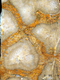 中文名:枝狀珊瑚粘結灰岩 (NMNS004002-F037527)英文名:Dendroid Coral Boundstone(NMNS004002-F037527)