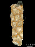 中文名:枝狀珊瑚粘結灰岩 (NMNS004002-F037527)英文名:Dendroid Coral Boundstone(NMNS004002-F037527)