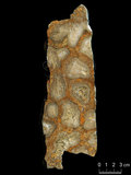 中文名:枝狀珊瑚粘結灰岩 (NMNS004002-F037527)英文名:Dendroid Coral Boundstone(NMNS004002-F037527)