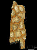 中文名:枝狀珊瑚粘結灰岩 (NMNS004002-F037527)英文名:Dendroid Coral Boundstone(NMNS004002-F037527)