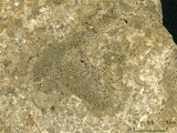 中文名:塊狀珊瑚粘結灰岩 (NMNS000673-F031848)英文名:Massive Coral Boundstone(NMNS000673-F031848)