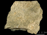 中文名:塊狀珊瑚粘結灰岩 (NMNS000673-F031848)英文名:Massive Coral Boundstone(NMNS000673-F031848)