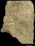 中文名:塊狀珊瑚粘結灰岩 (NMNS000673-F031848)英文名:Massive Coral Boundstone(NMNS000673-F031848)