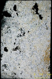 中文名:塊狀珊瑚粘結灰岩 (NMNS000673-F031897)英文名:Massive Coral Boundstone(NMNS000673-F031897)