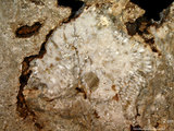 中文名:塊狀珊瑚粘結灰岩 (NMNS000673-F031920)英文名:Massive Coral Boundstone(NMNS000673-F031920)
