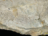 中文名:塊狀珊瑚粘結灰岩 (NMNS000693-F032633)英文名:Massive Coral Boundstone(NMNS000693-F032633)