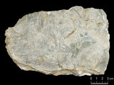 中文名:塊狀珊瑚粘結灰岩 (NMNS000693-F032633)英文名:Massive Coral Boundstone(NMNS000693-F032633)