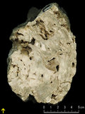 中文名:塊狀珊瑚粘結灰岩 (NMNS000962-F034562)英文名:Massive Coral Boundstone(NMNS000962-F034562)