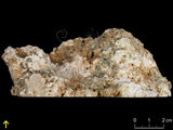 中文名:塊狀珊瑚粘結灰岩 (NMNS000962-F034562)英文名:Massive Coral Boundstone(NMNS000962-F034562)