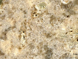 中文名:塊狀珊瑚粘結灰岩 (NMNS000962-F034566)英文名:Massive Coral Boundstone(NMNS000962-F034566)