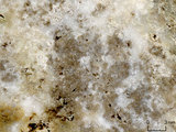 中文名:塊狀珊瑚粘結灰岩 (NMNS000962-F034572)英文名:Massive Coral Boundstone(NMNS000962-F034572)