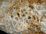 中文名:塊狀珊瑚粘結灰岩 (NMNS000962-F034573)英文名:Massive Coral Boundstone(NMNS000962-F034573)