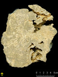 中文名:塊狀珊瑚粘結灰岩 (NMNS000962-F034574)英文名:Massive Coral Boundstone(NMNS000962-F034574)