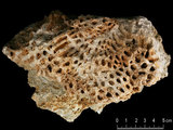 中文名:板狀珊瑚粘結灰岩 (NMNS000196-F031368)英文名:Platy Coral Boundstone(NMNS000196-F031368)