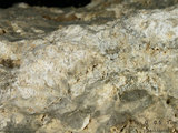 中文名:板狀珊瑚粘結灰岩 (NMNS000196-F031383)英文名:Platy Coral Boundstone(NMNS000196-F031383)