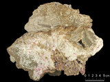 中文名:板狀珊瑚粘結灰岩 (NMNS000673-F031847)英文名:Platy Coral Boundstone(NMNS000673-F031847)