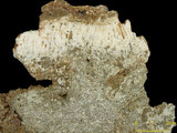 中文名:板狀珊瑚粘結灰岩 (NMNS000673-F031847)英文名:Platy Coral Boundstone(NMNS000673-F031847)