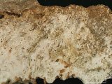 中文名:板狀珊瑚粘結灰岩 (NMNS000673-F031847)英文名:Platy Coral Boundstone(NMNS000673-F031847)