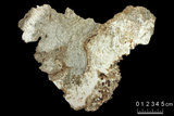 中文名:板狀珊瑚粘結灰岩 (NMNS000673-F031847)英文名:Platy Coral Boundstone(NMNS000673-F031847)