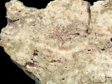 中文名:板狀珊瑚粘結灰岩 (NMNS000673-F031895)英文名:Platy Coral Boundstone(NMNS000673-F031895)