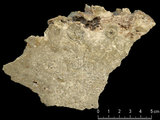 中文名:板狀珊瑚粘結灰岩 (NMNS000673-F031895)英文名:Platy Coral Boundstone(NMNS000673-F031895)