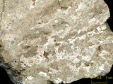 中文名:板狀珊瑚粘結灰岩 (NMNS000673-F031908)英文名:Platy Coral Boundstone(NMNS000673-F031908)