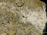 中文名:板狀珊瑚粘結灰岩 (NMNS000675-F032163)英文名:Platy Coral Boundstone(NMNS000675-F032163)