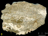 中文名:板狀珊瑚粘結灰岩 (NMNS000675-F032163)英文名:Platy Coral Boundstone(NMNS000675-F032163)