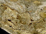 中文名:板狀珊瑚粘結灰岩 (NMNS000675-F032163)英文名:Platy Coral Boundstone(NMNS000675-F032163)