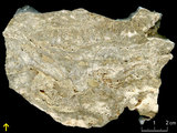 中文名:板狀珊瑚粘結灰岩 (NMNS000675-F032163)英文名:Platy Coral Boundstone(NMNS000675-F032163)