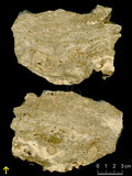 中文名:板狀珊瑚粘結灰岩 (NMNS000675-F032163)英文名:Platy Coral Boundstone(NMNS000675-F032163)