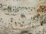 中文名:板狀珊瑚粘結灰岩 (NMNS000675-F032377)英文名:Platy Coral Boundstone(NMNS000675-F032377)