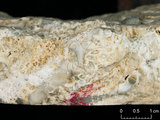 中文名:板狀珊瑚粘結灰岩 (NMNS000675-F032377)英文名:Platy Coral Boundstone(NMNS000675-F032377)