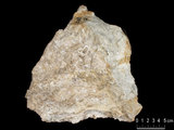 中文名:板狀珊瑚粘結灰岩 (NMNS000693-F032634)英文名:Platy Coral Boundstone(NMNS000693-F032634)