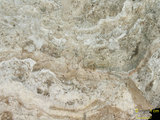 中文名:板狀珊瑚粘結灰岩 (NMNS000693-F032634)英文名:Platy Coral Boundstone(NMNS000693-F032634)