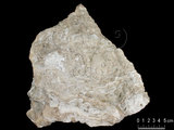 中文名:板狀珊瑚粘結灰岩 (NMNS000693-F032634)英文名:Platy Coral Boundstone(NMNS000693-F032634)