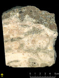中文名:板狀珊瑚粘結灰岩 (NMNS000700-F033055)英文名:Platy Coral Boundstone(NMNS000700-F033055)