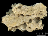 中文名:板狀珊瑚粘結灰岩 (NMNS000783-F033144)英文名:Platy Coral Boundstone(NMNS000783-F033144)