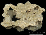 中文名:板狀珊瑚粘結灰岩 (NMNS000783-F033144)英文名:Platy Coral Boundstone(NMNS000783-F033144)