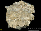 中文名:板狀珊瑚粘結灰岩 (NMNS000783-F033237)英文名:Platy Coral Boundstone(NMNS000783-F033237)