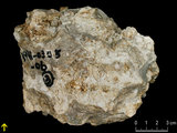 中文名:板狀珊瑚粘結灰岩 (NMNS000783-F033237)英文名:Platy Coral Boundstone(NMNS000783-F033237)